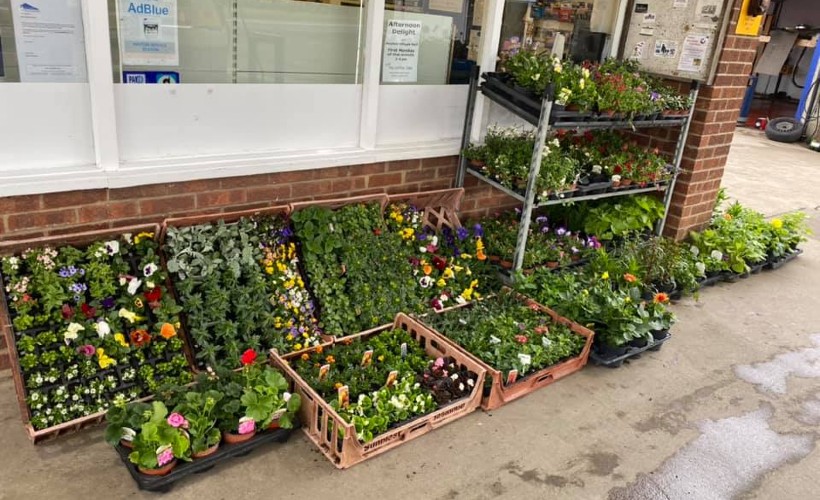 Plants and Compost For Sale